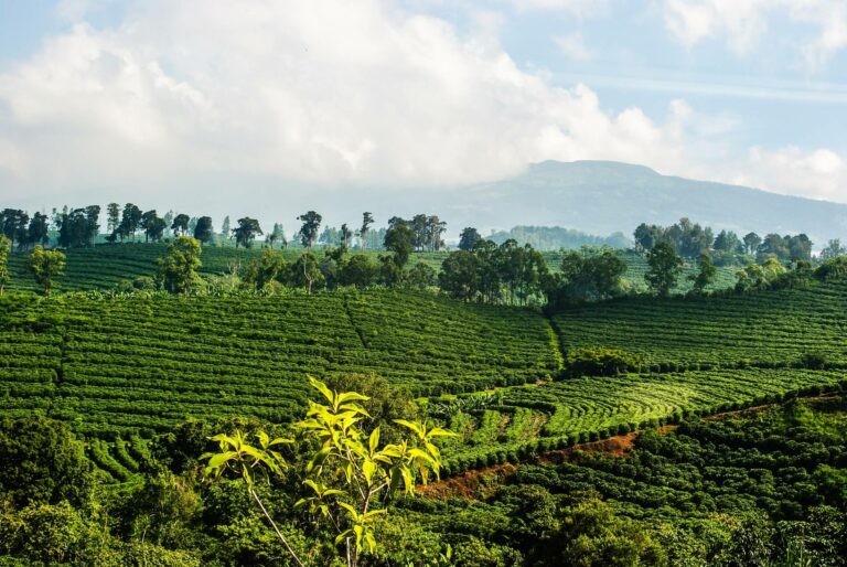 The Rich History of Coffee Around the World