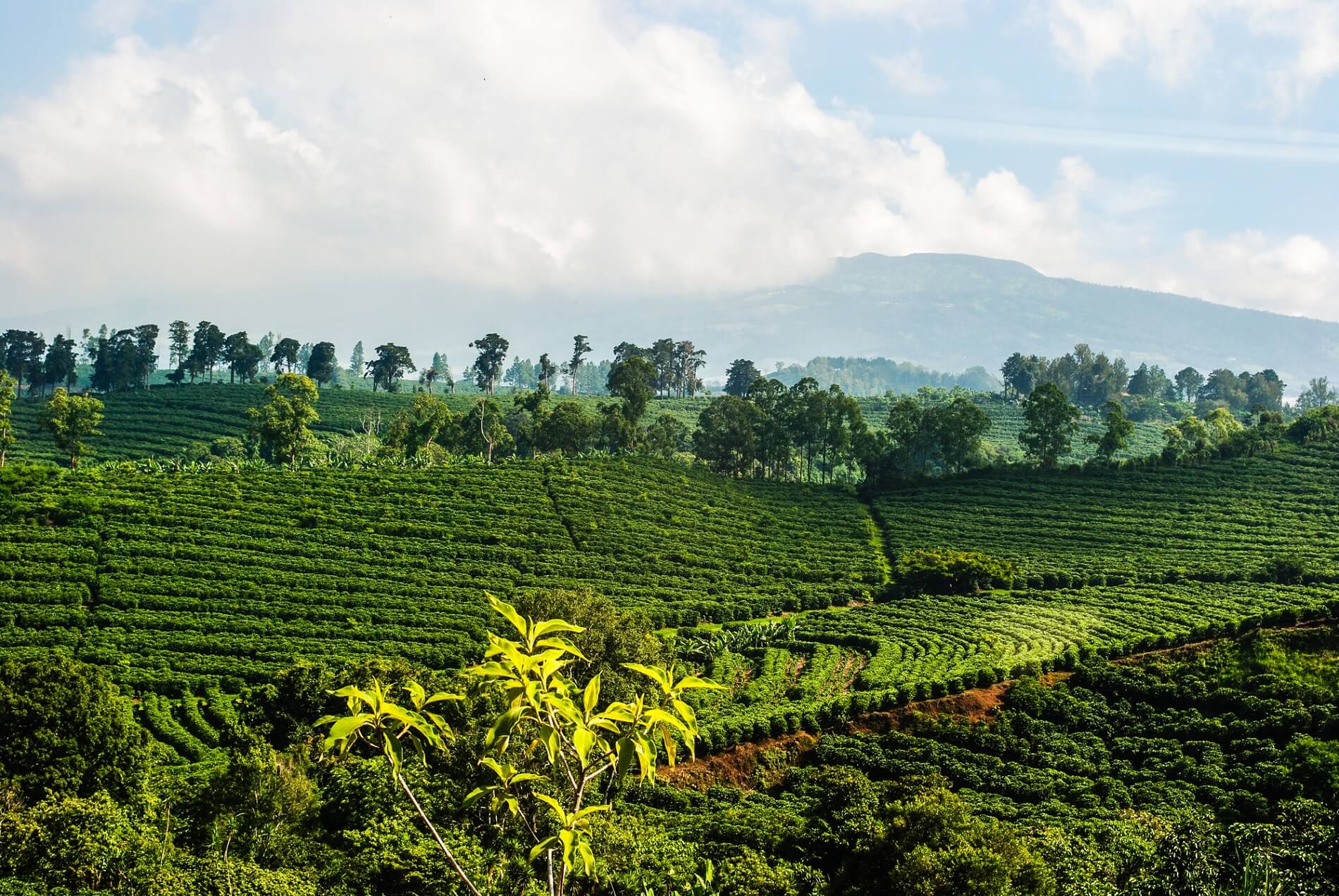 field of coffee representing the history of coffee